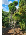 Сосна гірська Варелла (штамб) | Pinus mugo Varella (shtamb) | Сосна горная Варелла (штамб)